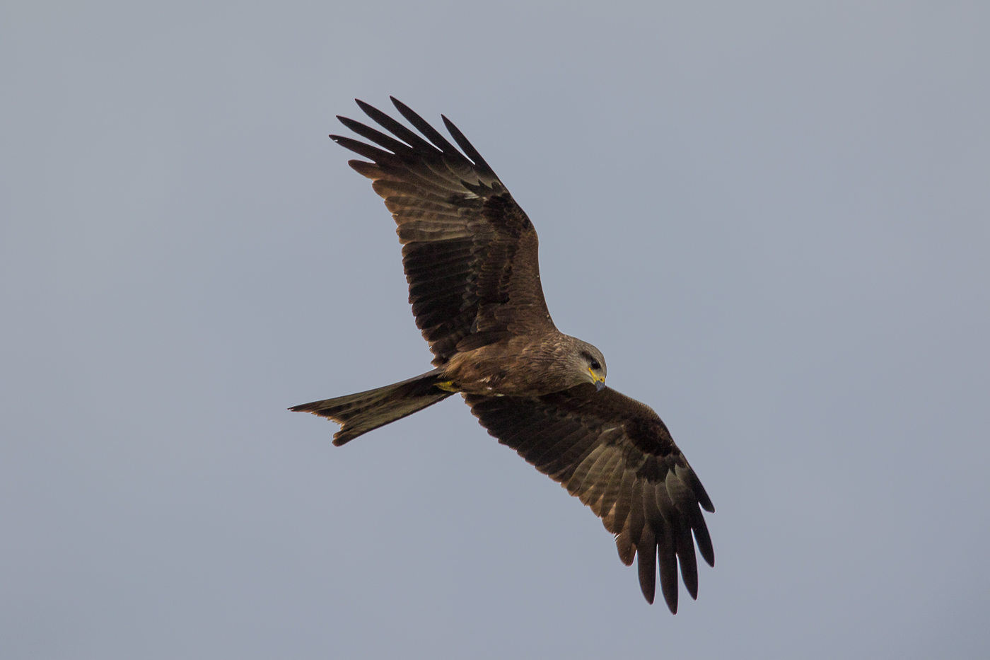 Black Kite (Image ID 22474)