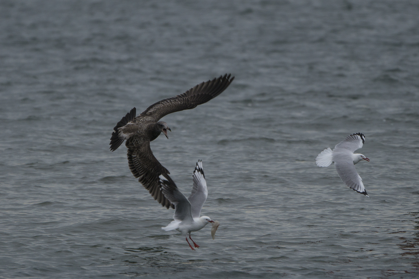 Silver Gull (Image ID 22515)