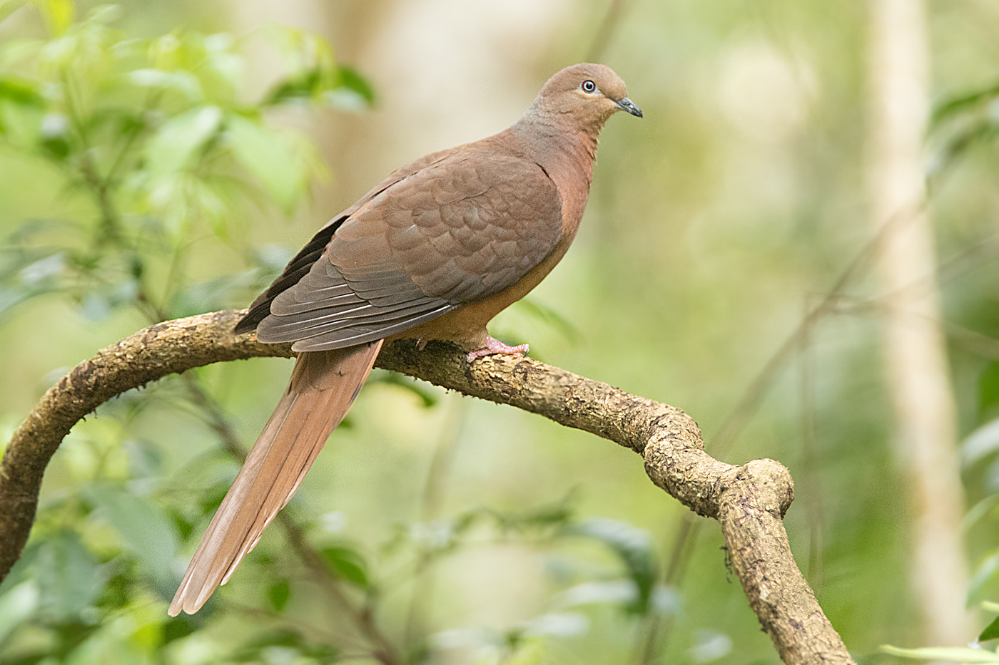 Brown Cuckoo-Dove (Image ID 22643)