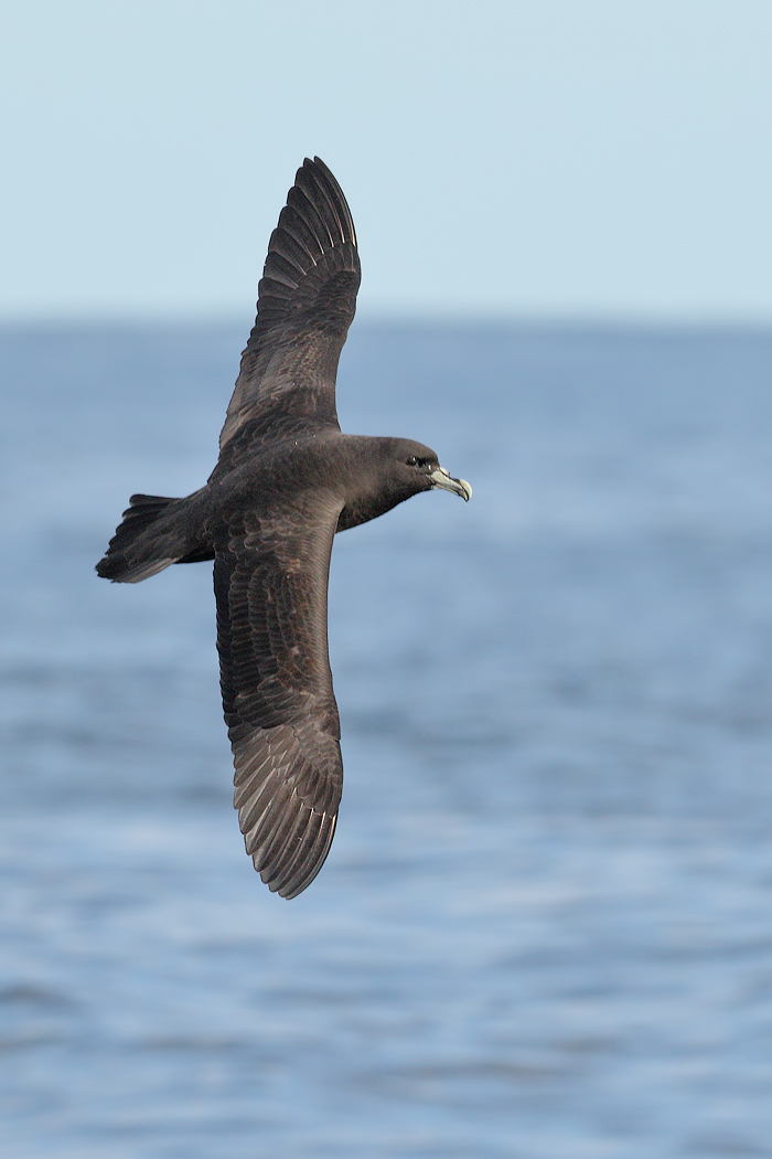 White-chinned Petrel (Image ID 22824)