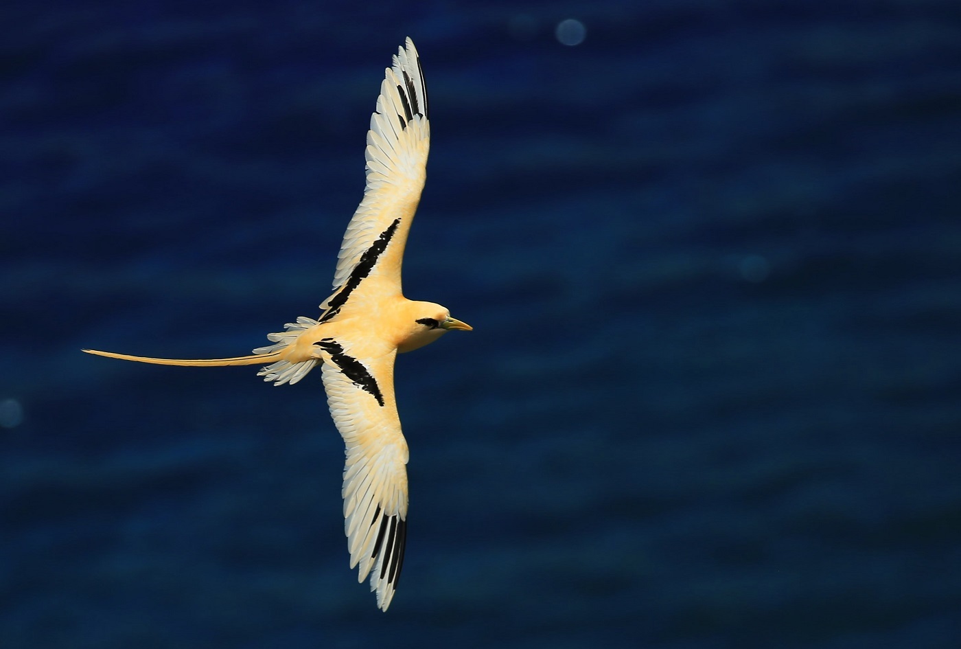 White-tailed Tropicbird (Image ID 23178)