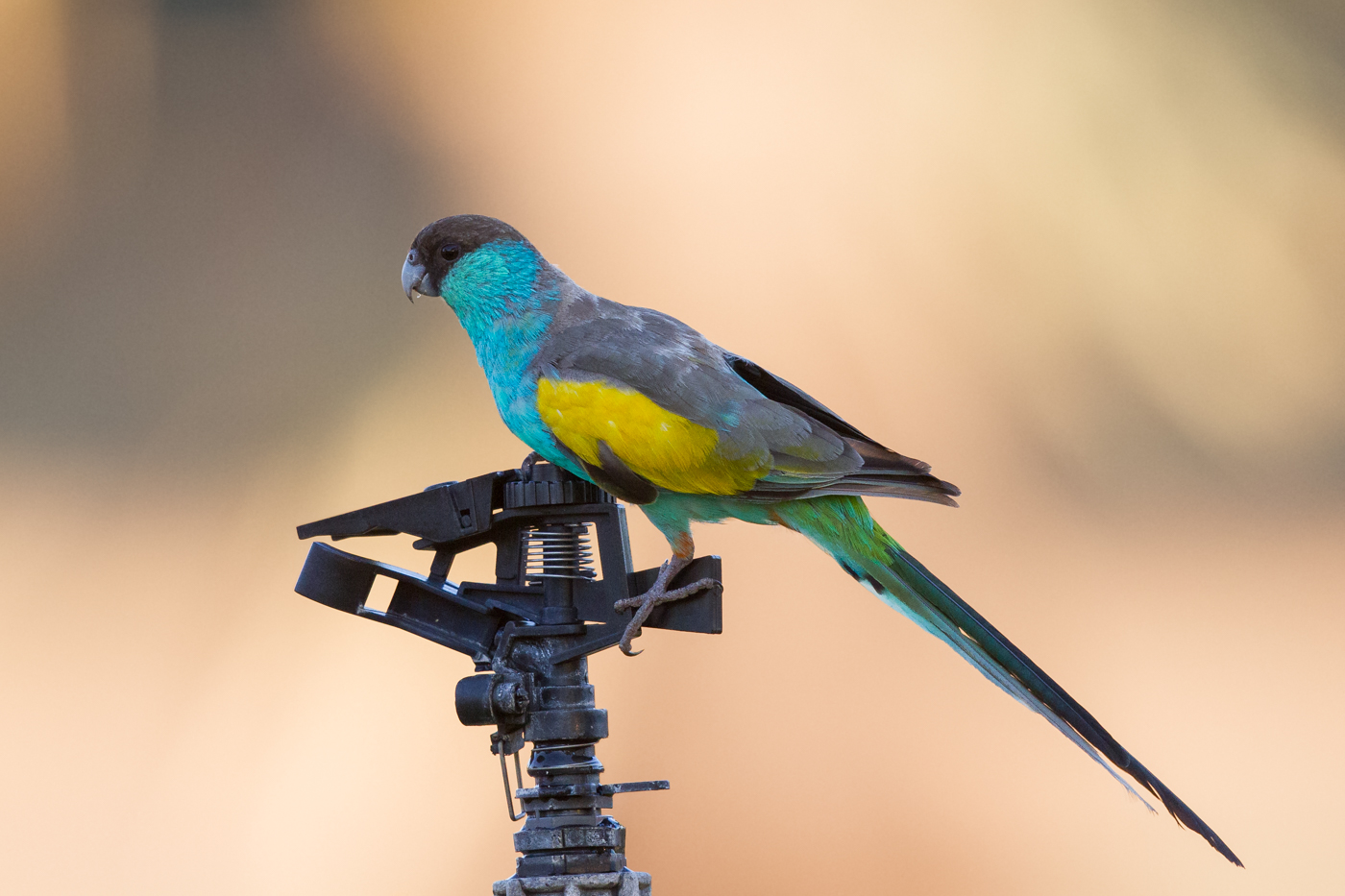 Hooded Parrot (Image ID 23016)