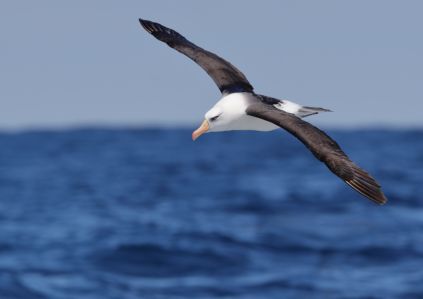 Campbell Albatross (Image ID 22826)