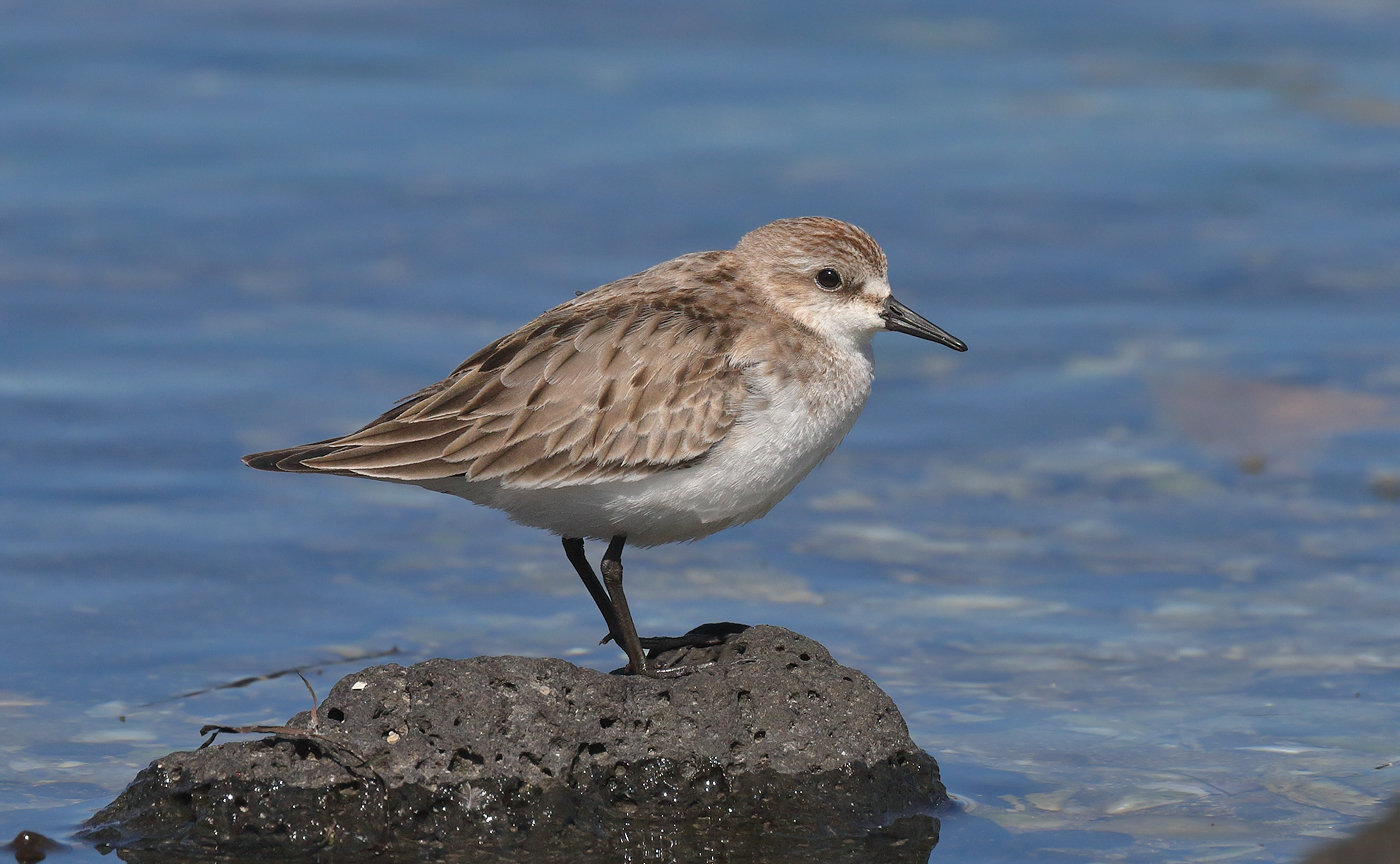 Red-necked Stint (Image ID 22845)