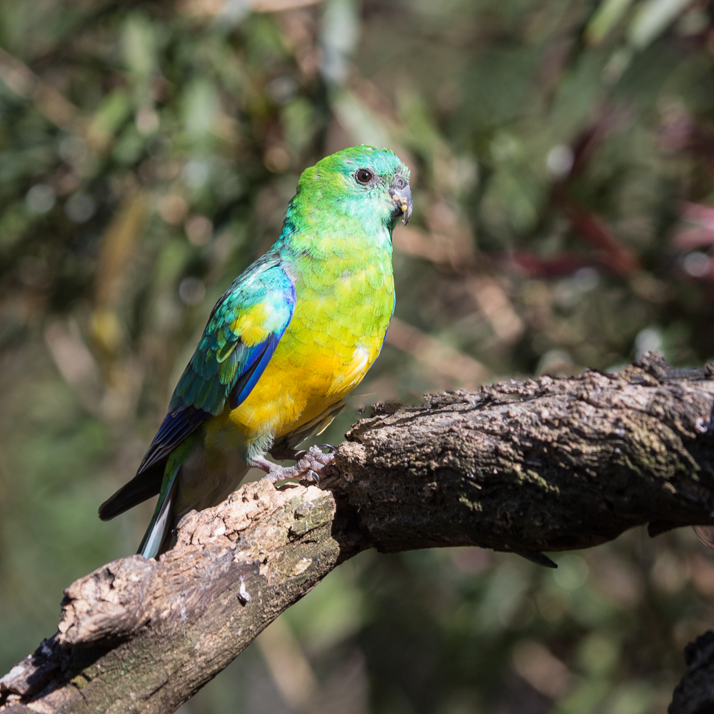 Red-rumped Parrot (Image ID 23029)
