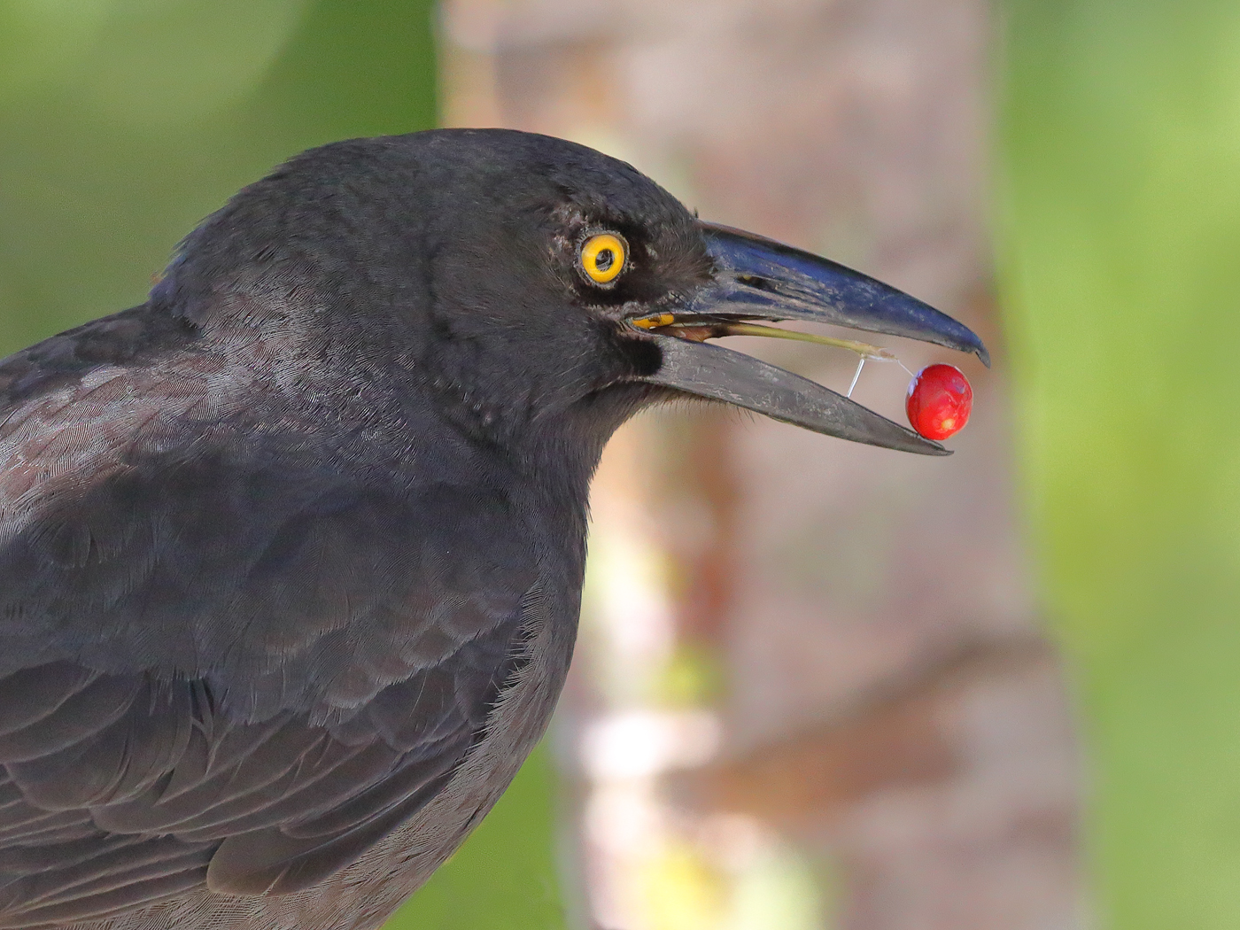 Pied Currawong (Image ID 22767)