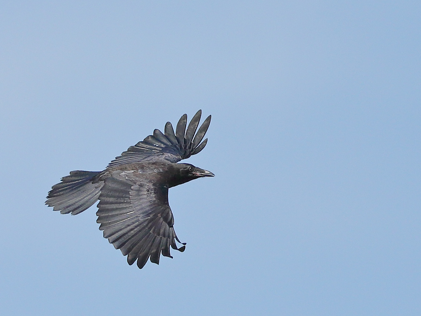 Australian Raven (Image ID 23103)