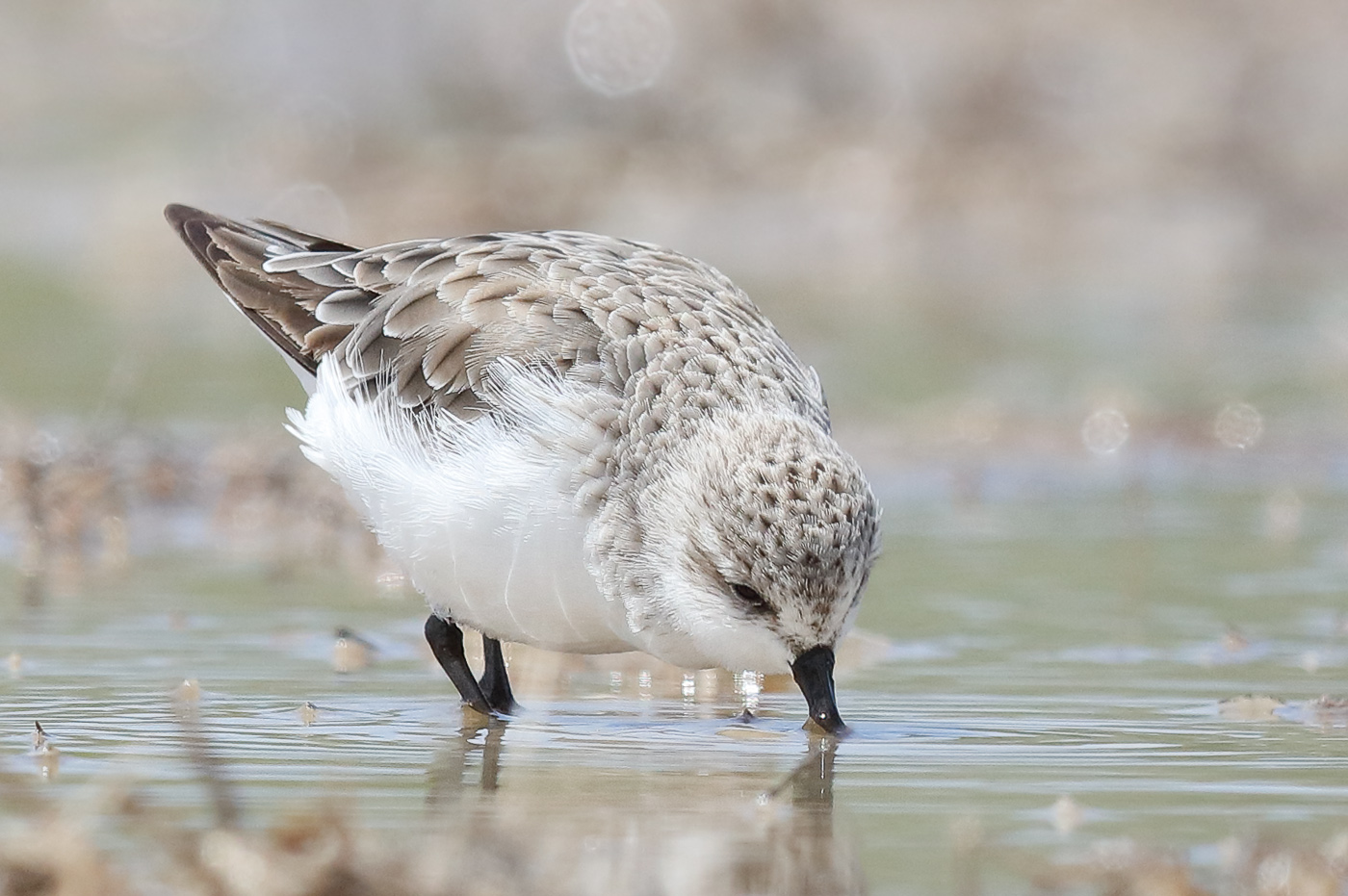 Red-necked Stint (Image ID 23050)