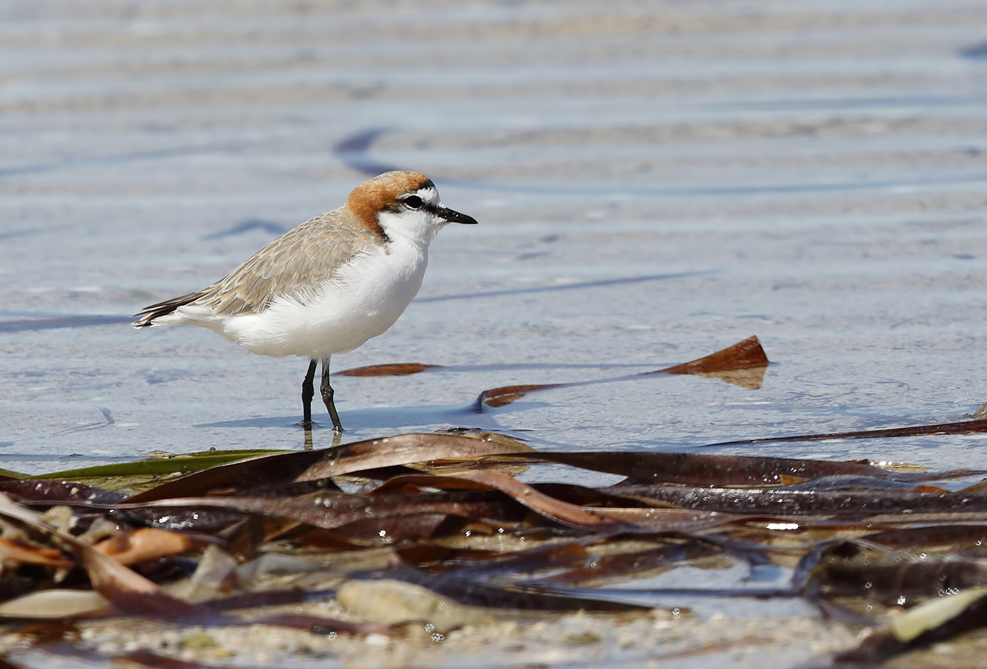 Red-capped Plover (Image ID 22784)