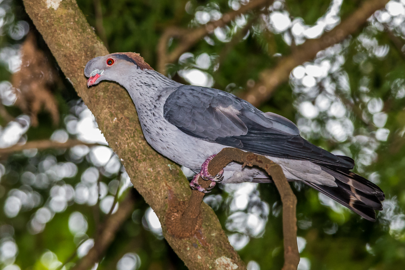 Topknot Pigeon (Image ID 23359)