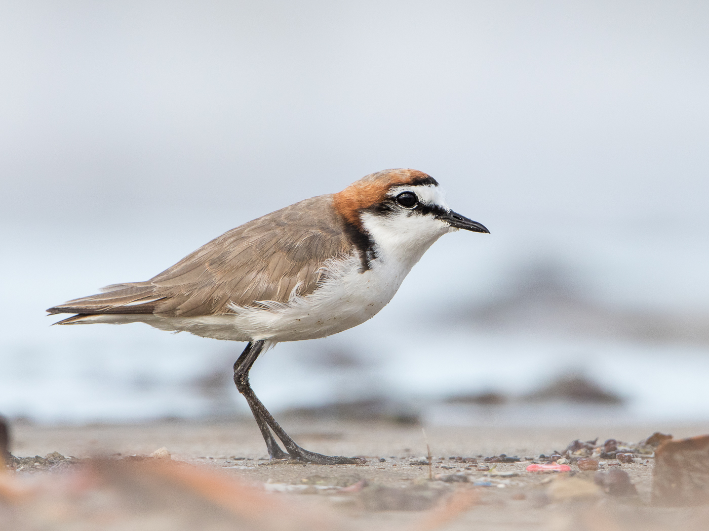 Red-capped Plover (Image ID 23207)