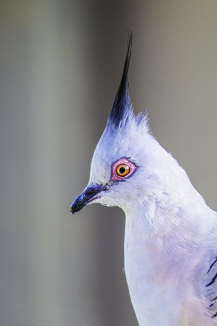 Crested Pigeon (Image ID 23431)