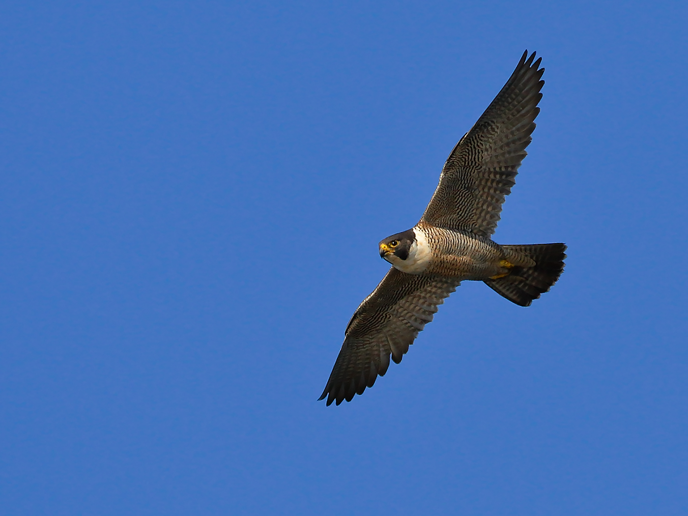 Peregrine Falcon (Image ID 23269)