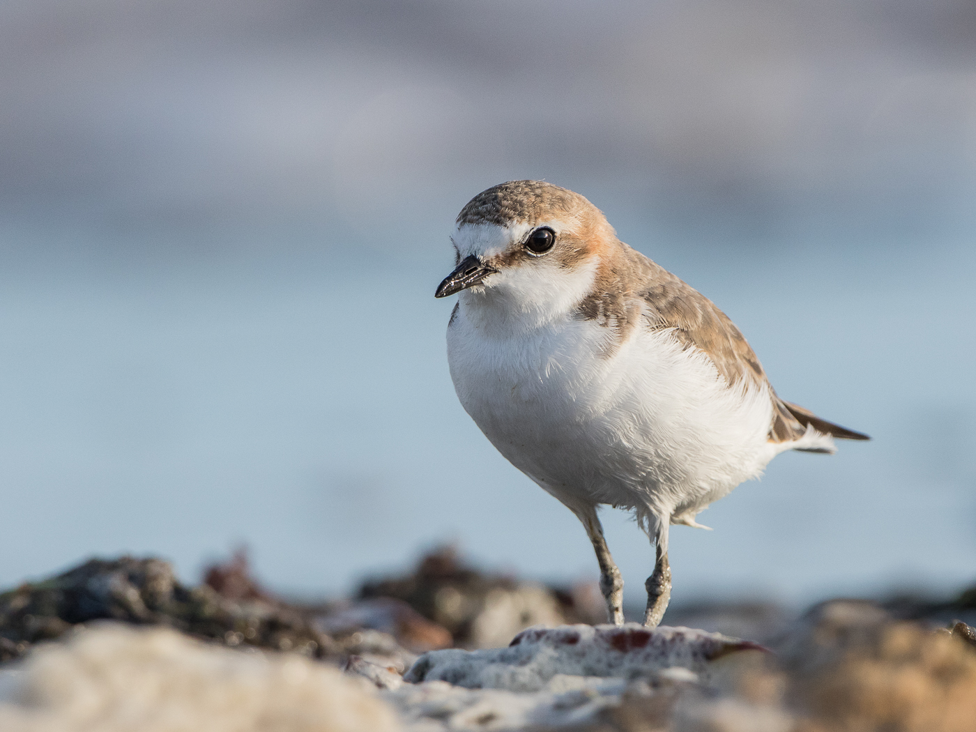 Red-capped Plover (Image ID 23210)