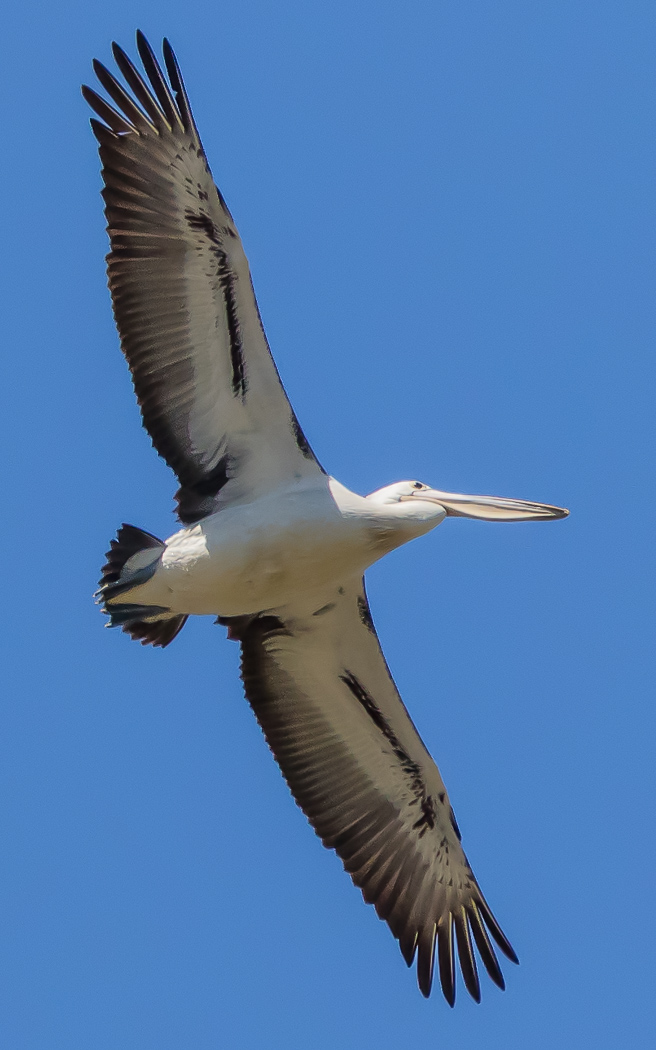 Australian Pelican (Image ID 23234)