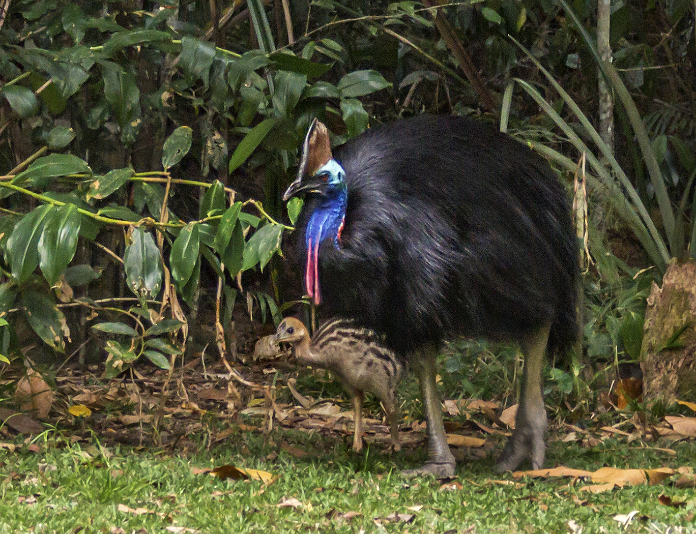 Southern Cassowary (Image ID 23372)