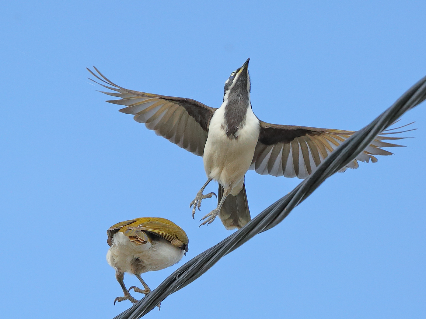 Blue-faced Honeyeater complex (Image ID 23441)