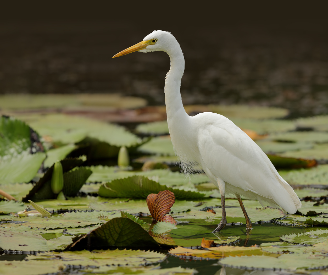 Plumed Egret (Image ID 23271)