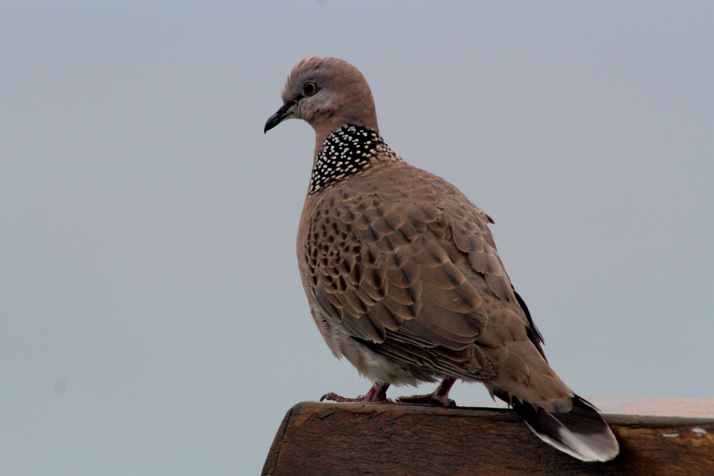 Spotted Dove (Image ID 23241)