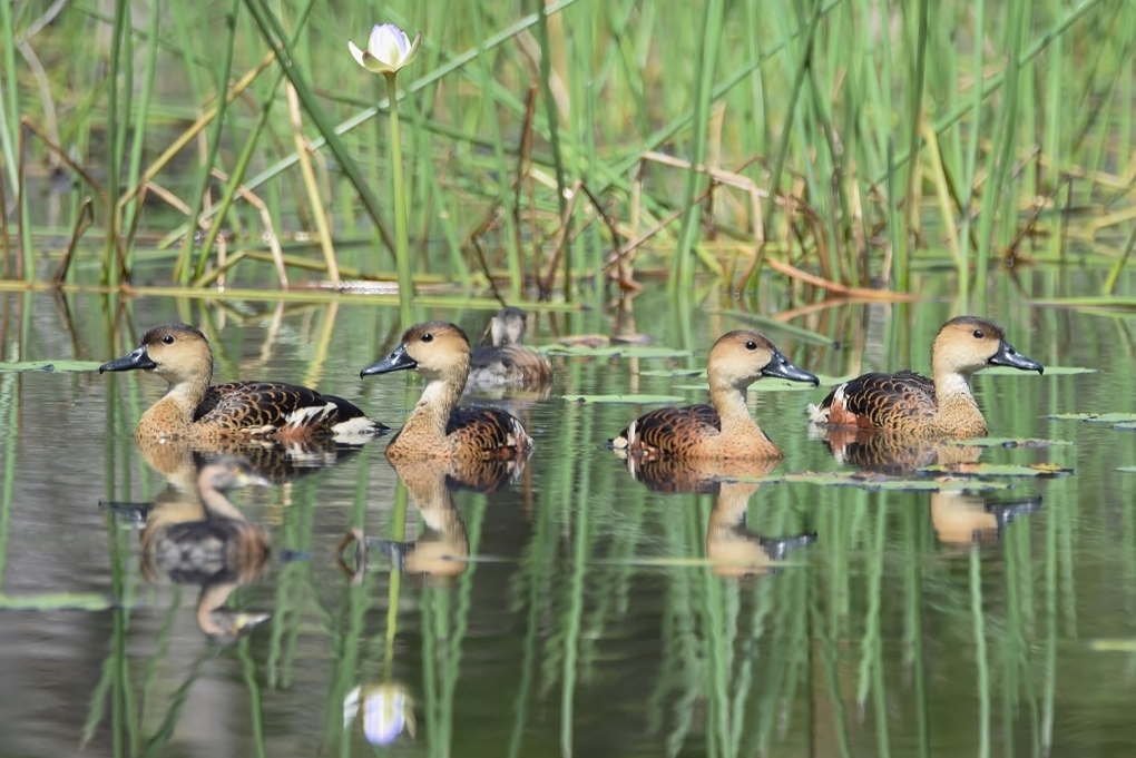 Wandering Whistling-Duck (Image ID 23334)
