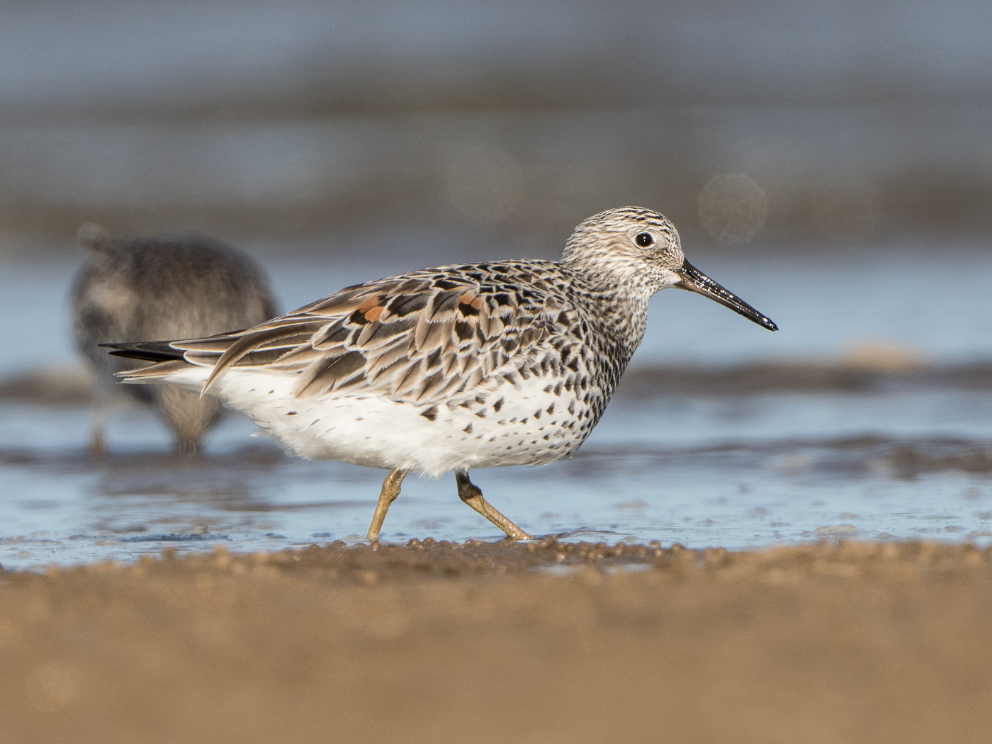 Great Knot (Image ID 23208)