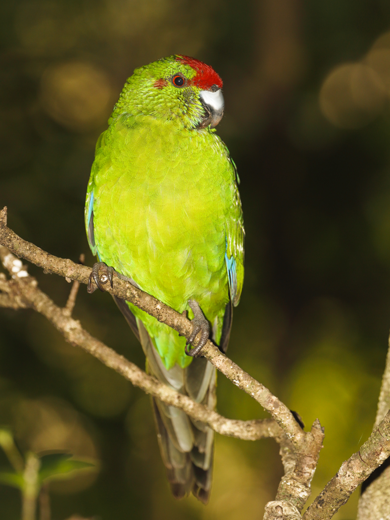 Red-fronted Parakeet (Image ID 23336)