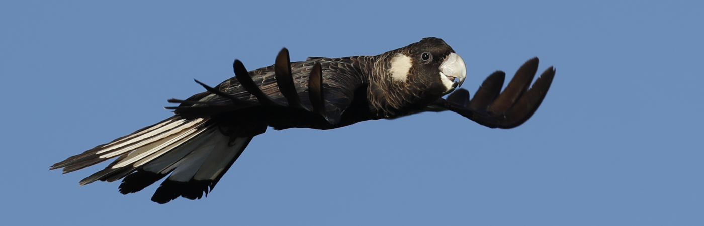 Carnaby's Black-Cockatoo (Image ID 23526)