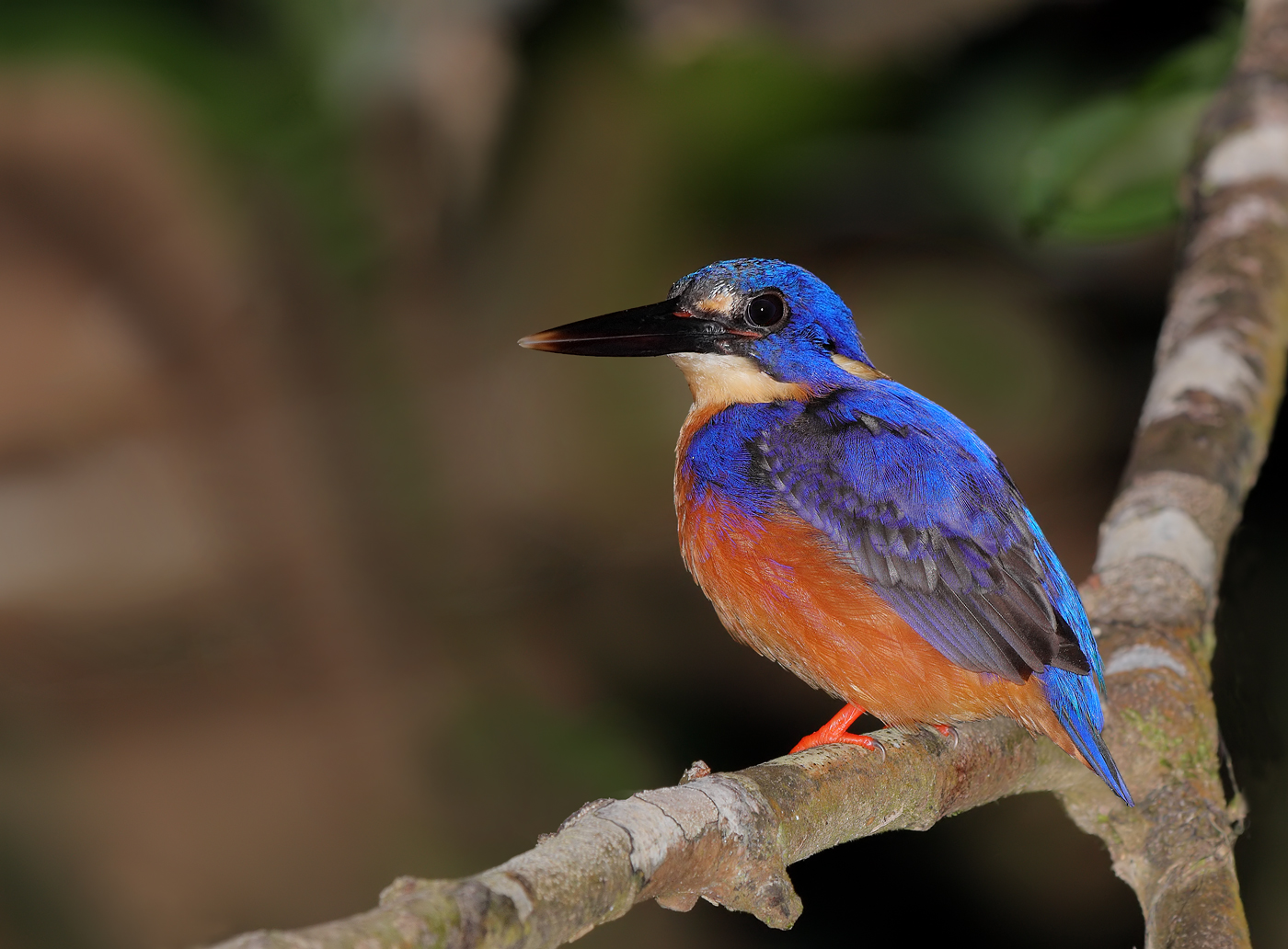 Azure Kingfisher (Image ID 23666)
