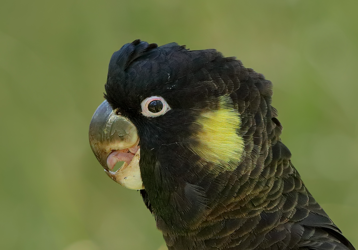 Yellow-tailed Black-Cockatoo (Image ID 23843)