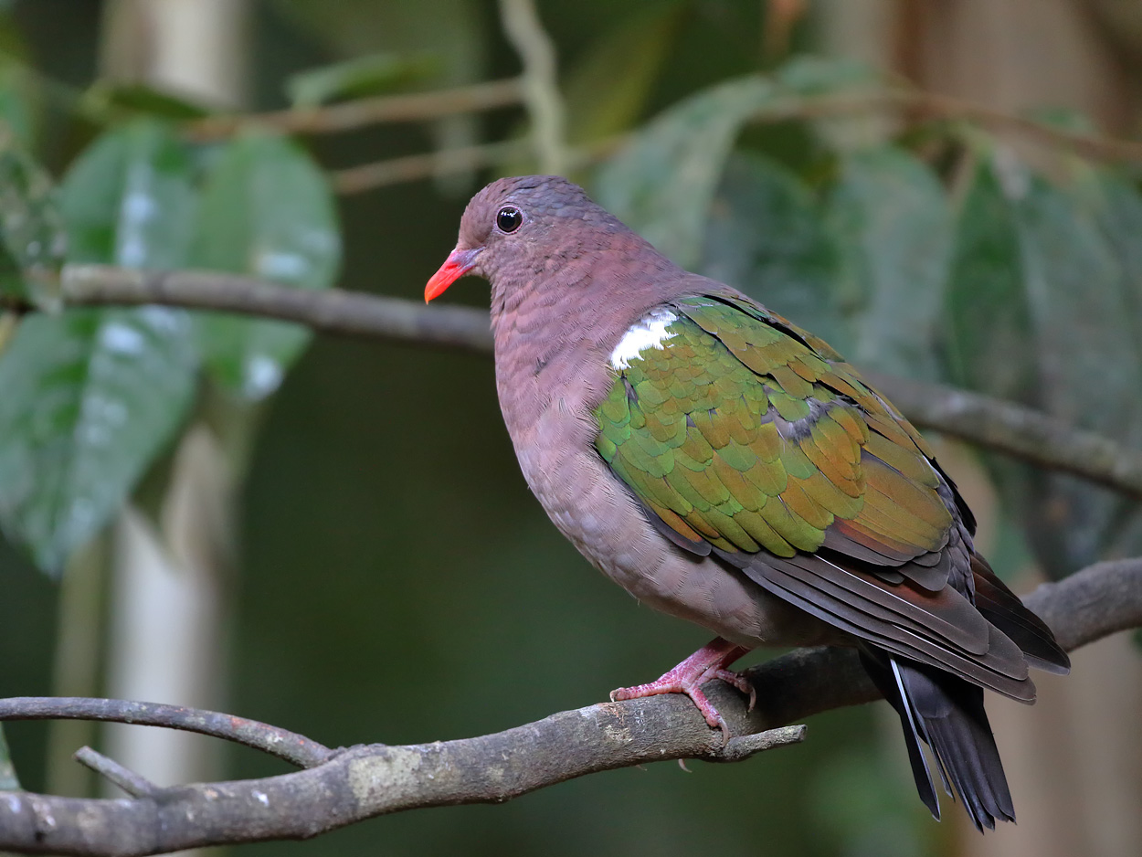 Brown-capped Emerald-Dove (Image ID 23603)