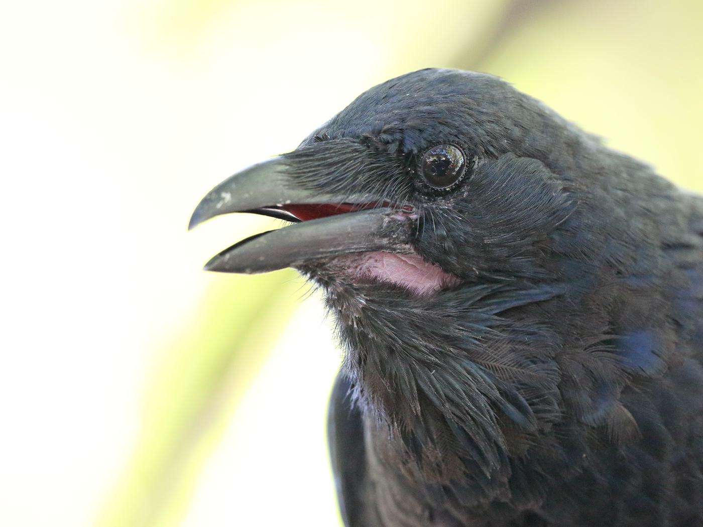 Australian Raven (Image ID 23660)