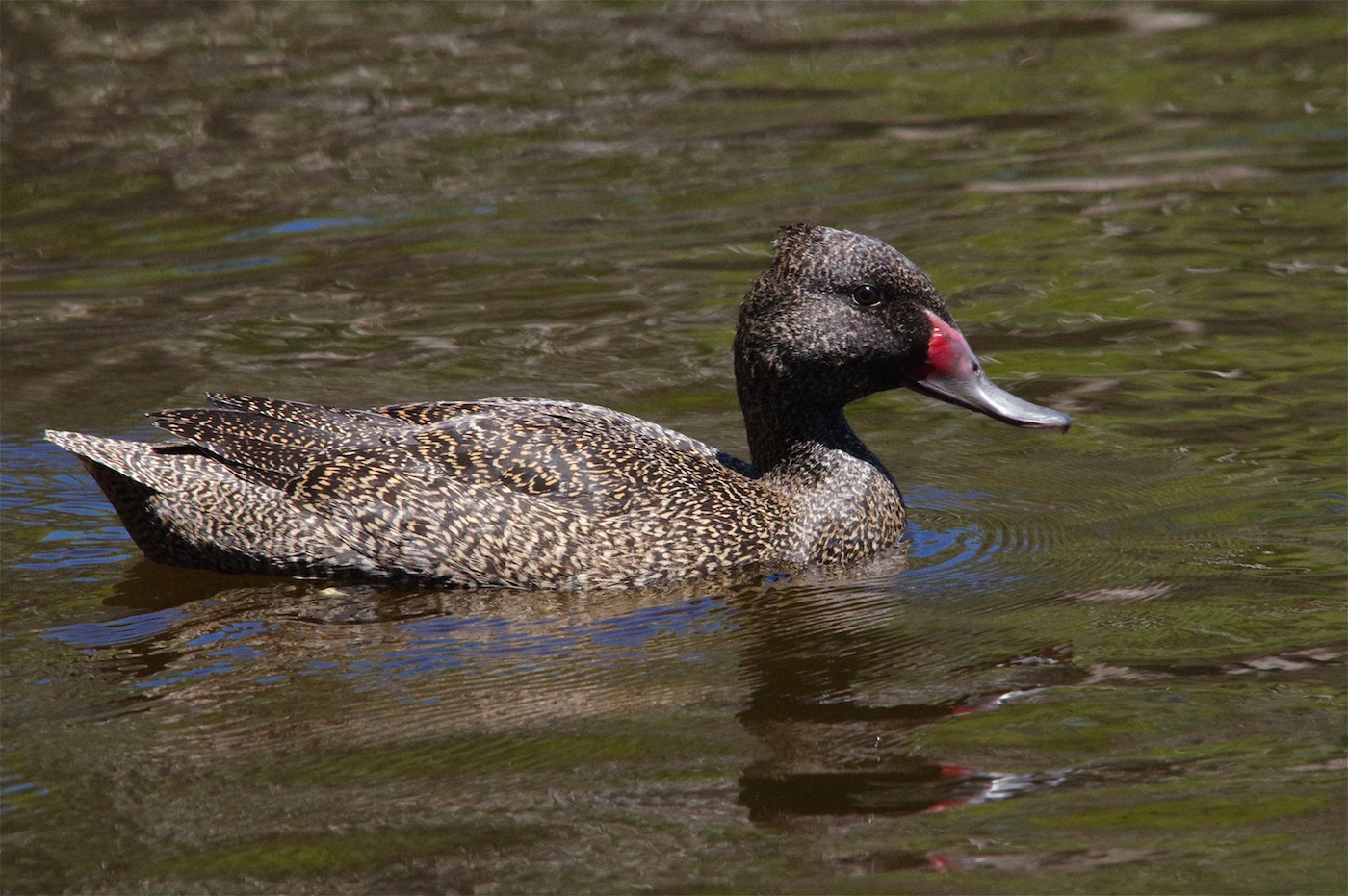 Freckled Duck (Image ID 23737)