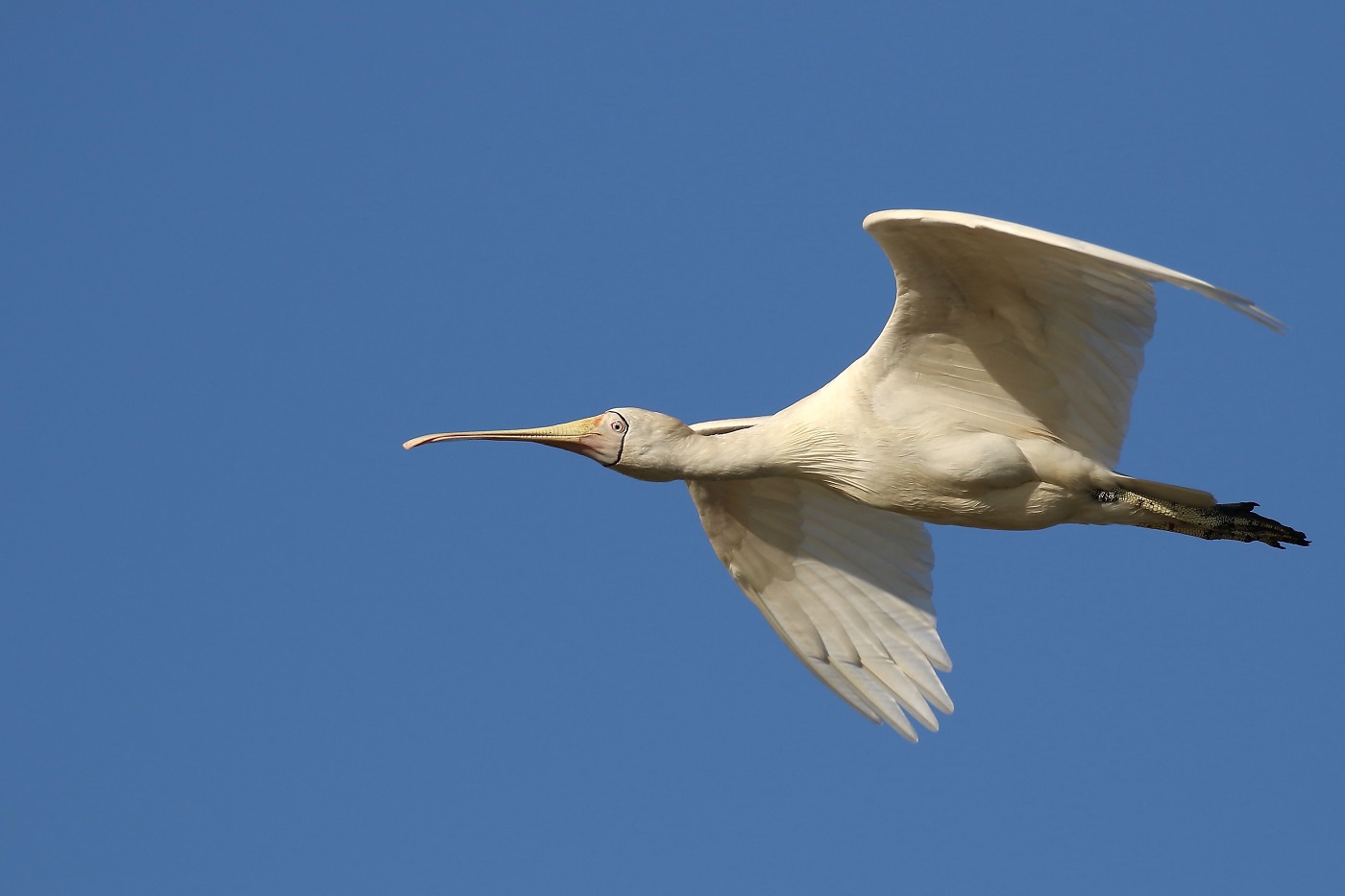 Yellow-billed Spoonbill (Image ID 23841)