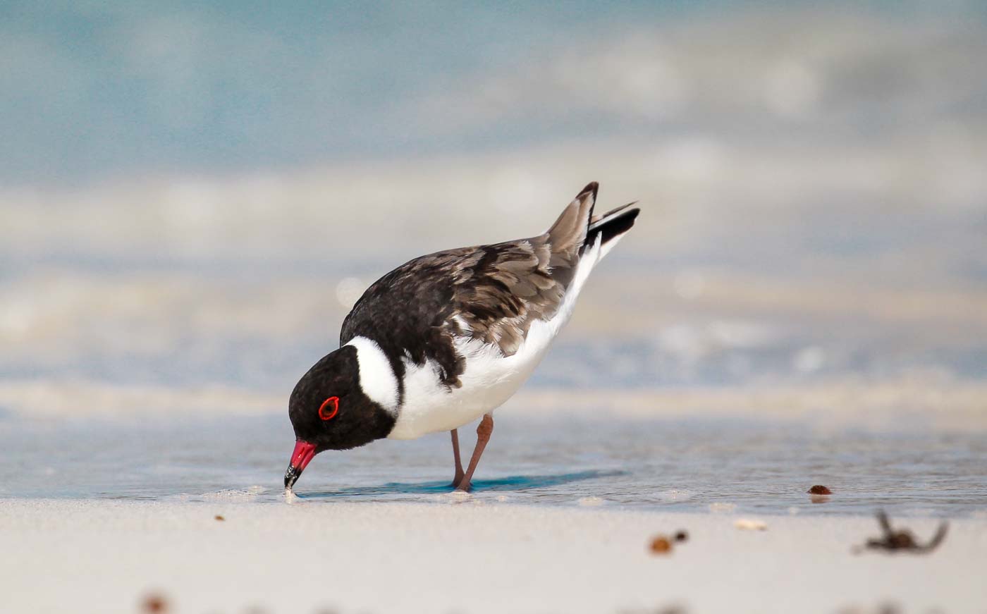Hooded Plover (Image ID 23713)