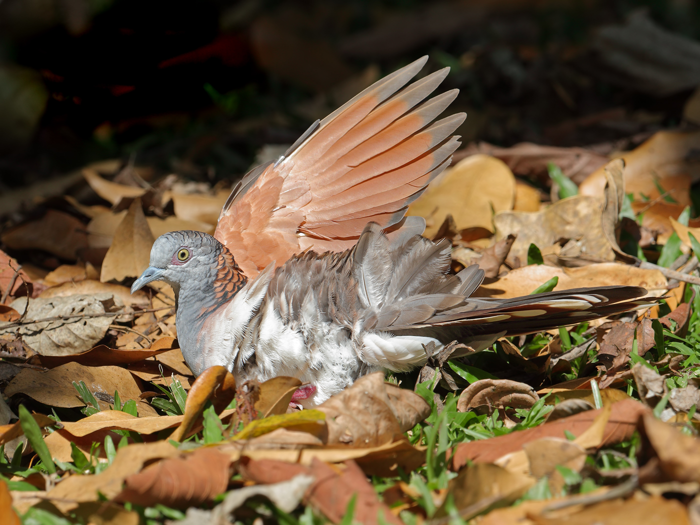 Bar-shouldered Dove (Image ID 23606)
