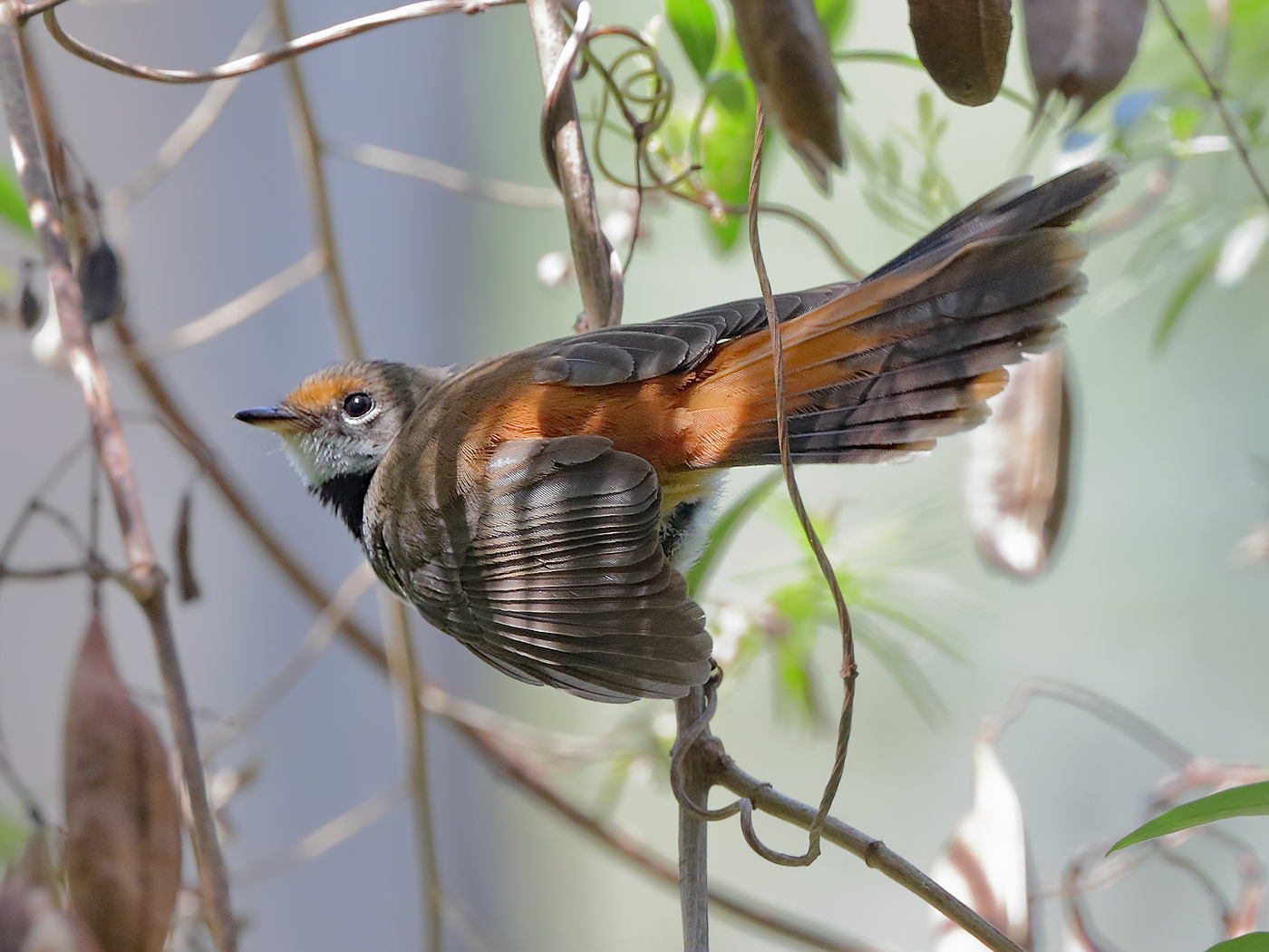 Rufous Fantail (Image ID 23650)