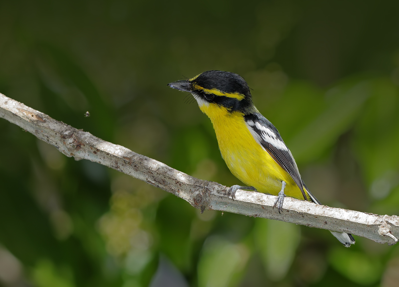Yellow-breasted Boatbill (Image ID 23502)
