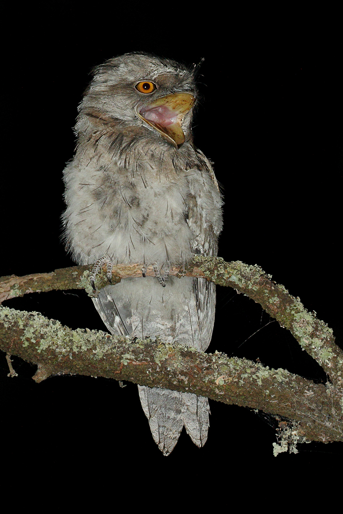 Tawny Frogmouth (Image ID 23704)