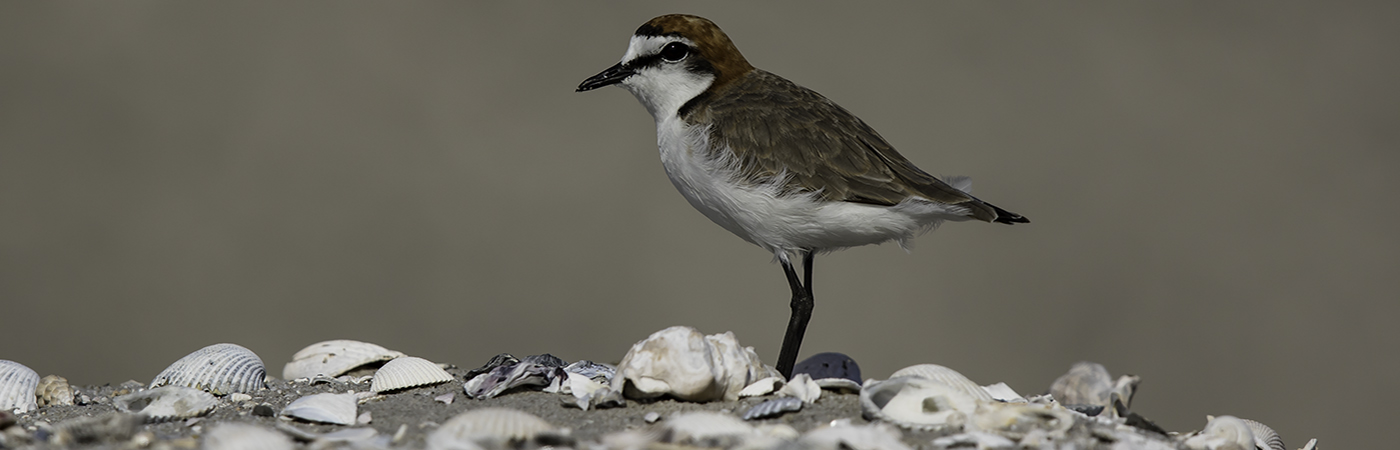 Red-capped Plover (Image ID 23571)