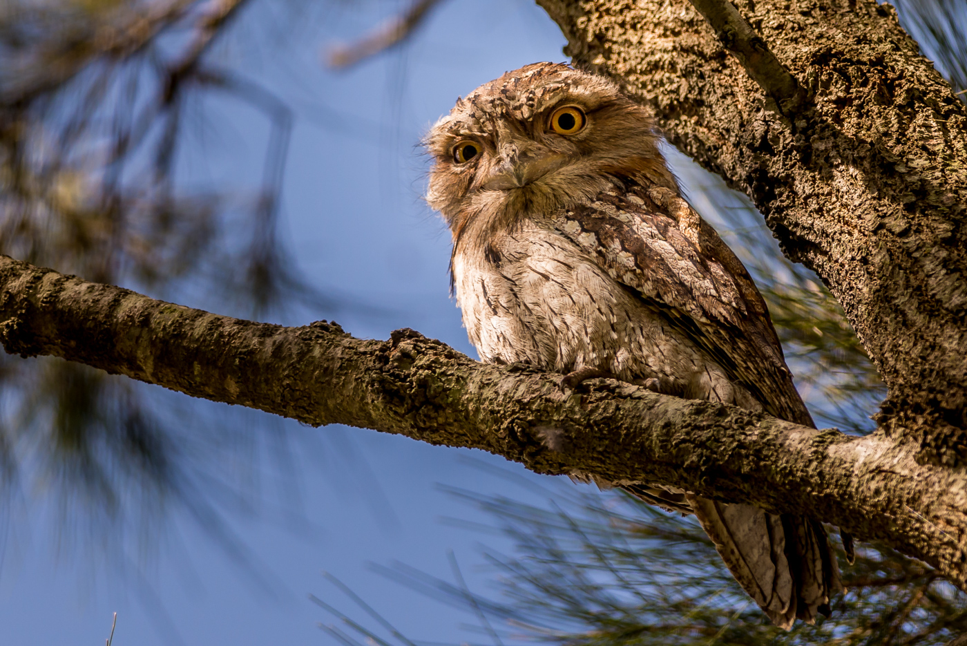 Tawny Frogmouth (Image ID 23520)