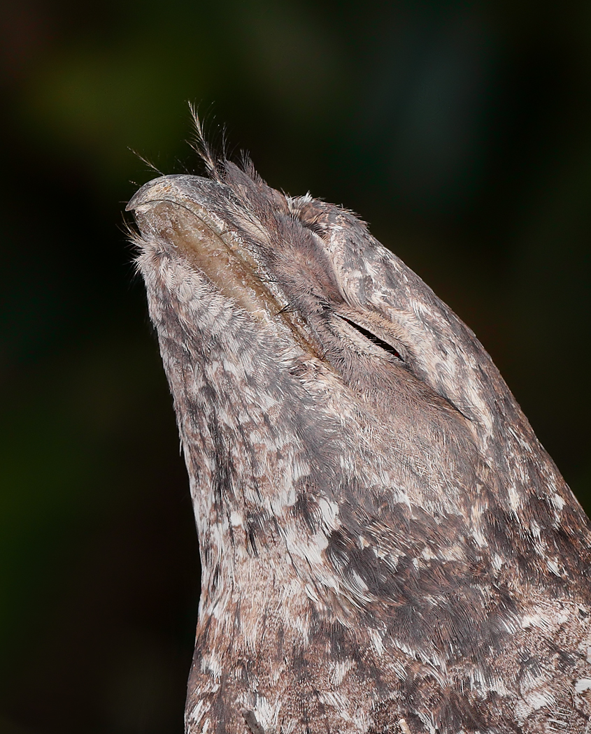 Papuan Frogmouth (Image ID 23698)