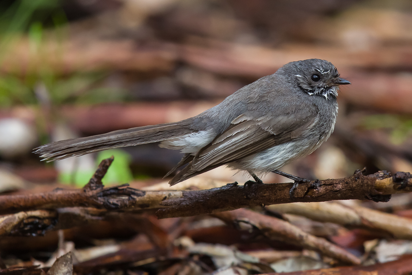 Grey Fantail (Image ID 23711)