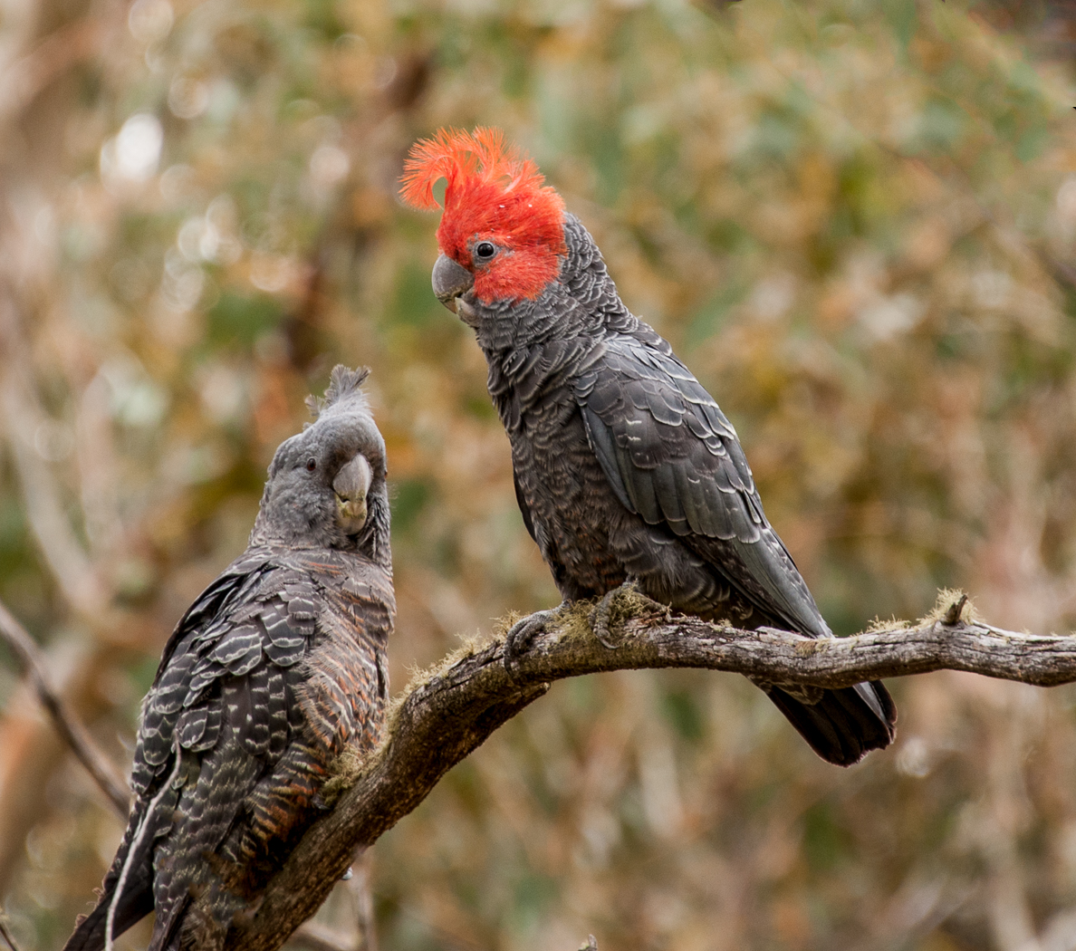 Gang-gang Cockatoo (Image ID 24004)