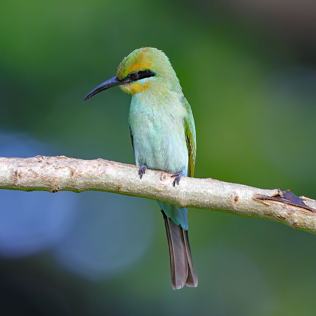 Rainbow Bee-eater (Image ID 23995)