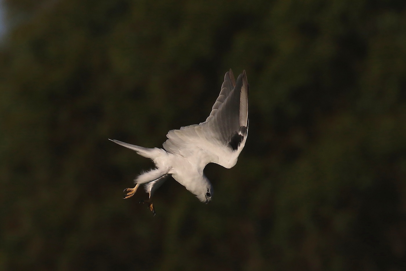 Black-shouldered Kite (Image ID 24023)
