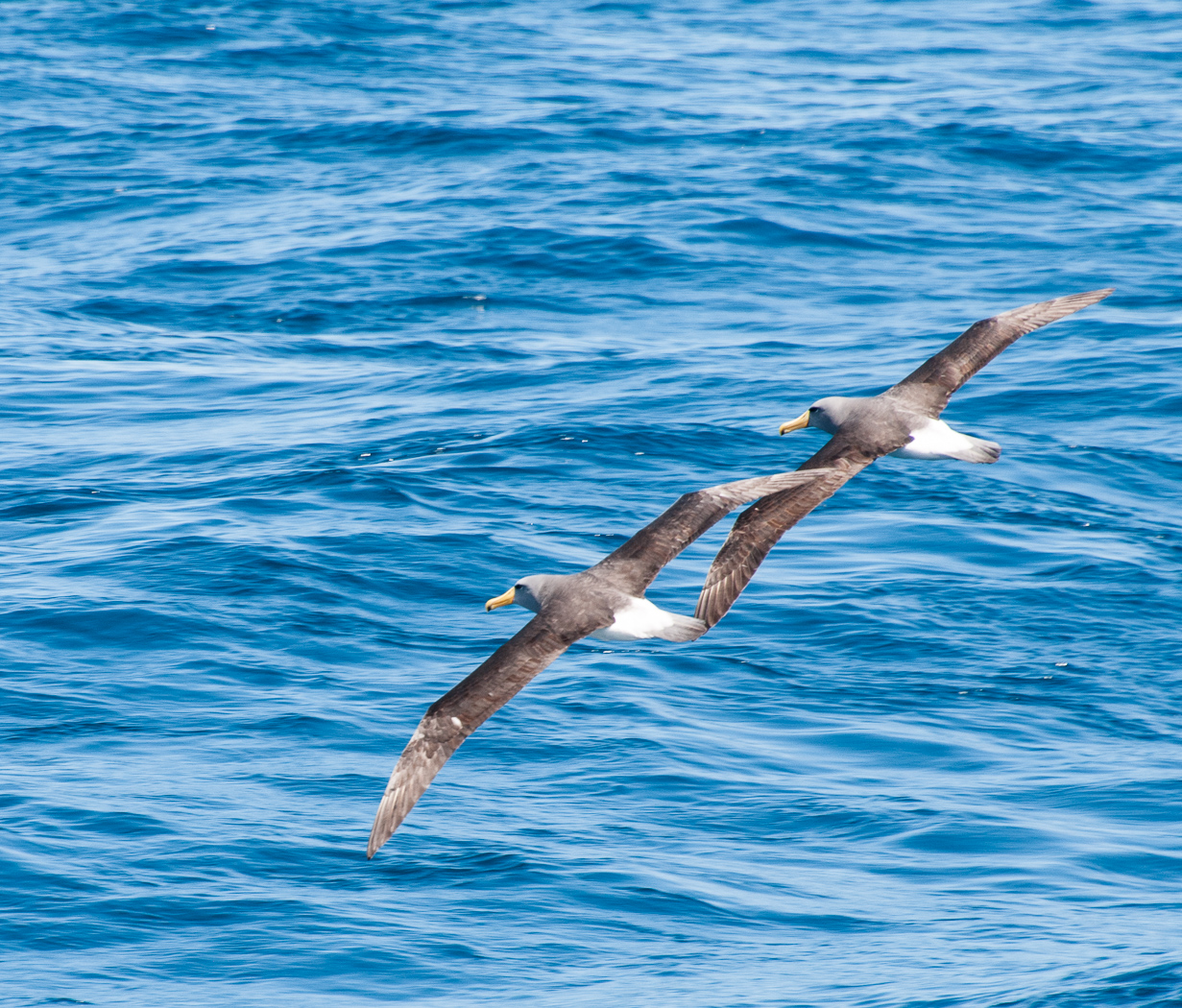 Chatham Albatross (Image ID 23971)