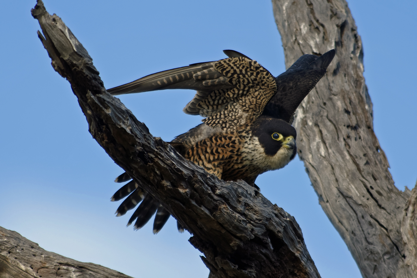 Peregrine Falcon (Image ID 24000)