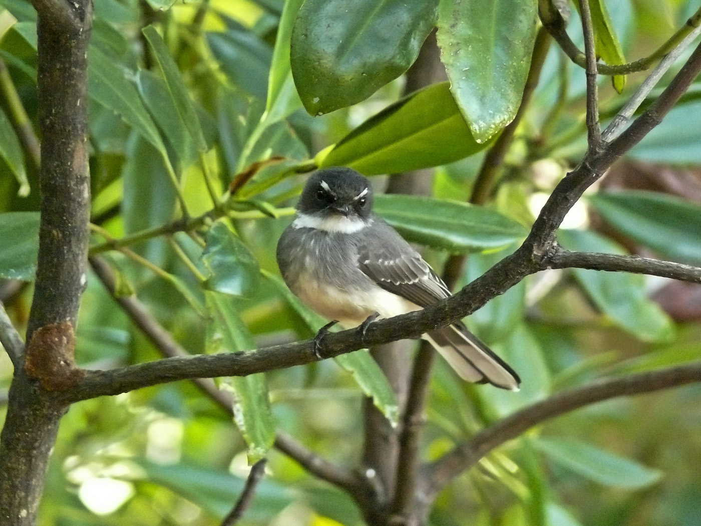 Northern Fantail (Image ID 23911)