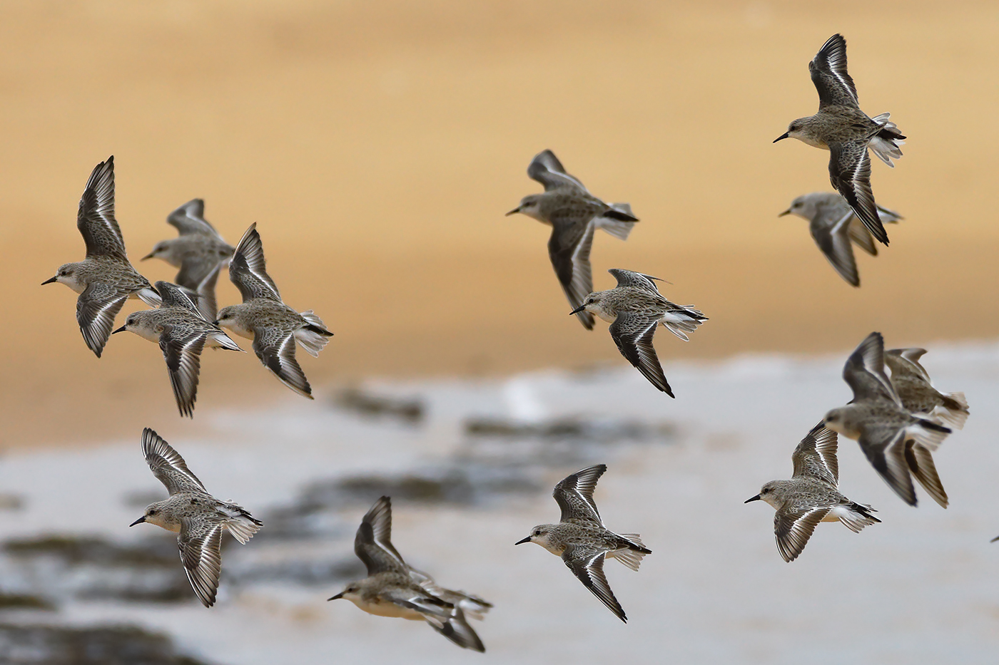Red-necked Stint (Image ID 24292)