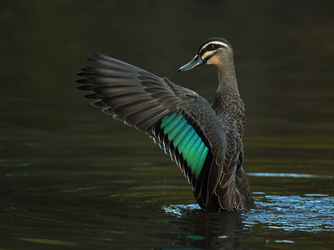 Pacific Black Duck (Image ID 24352)